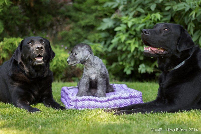 2014-07-03 Cherry-6894.jpg